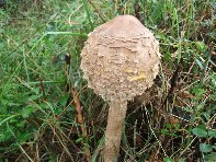 Rifugio_Saletti - Macrolepiota procera_20101010 006.jpg